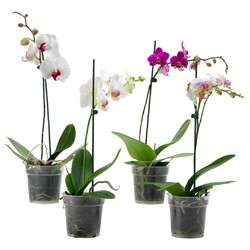 Орхидея Фаленопсис 1ствол